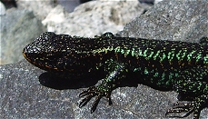 La lartiga
